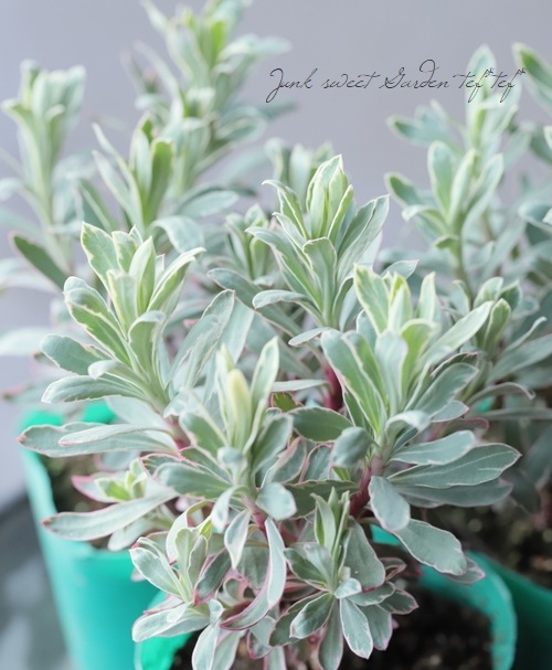 常緑！ユーフォルビア 『シルバースワン』 | すべての商品 | | Junk