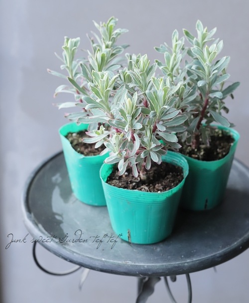 【異常型】パルナシウス・アポロ・ウィスコッティ（1オス、スウェーデン産） 常緑！ユーフォルビア 『シルバースワン』 | すべての商品