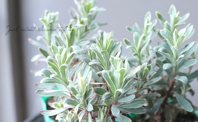 【高騰品種・レア稀少】1 サイカス シルバー 特選 蘇鉄 常緑！ユーフォルビア 『シルバースワン』 | すべての商品 | | Junk