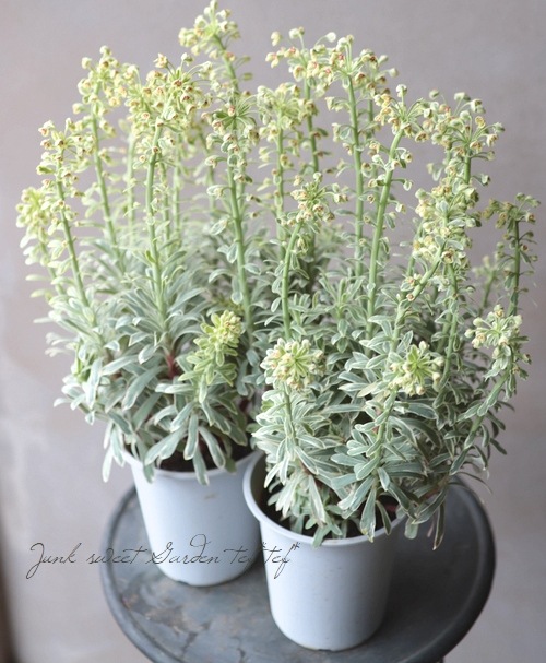 常緑！ユーフォルビア 『シルバースワン』 | すべての商品 | | Junk