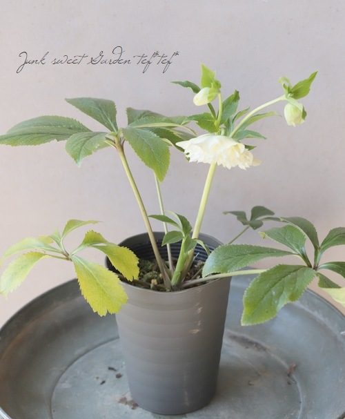 下原園芸・クリスマスローズ 『超多弁ダブル』 2026【No.16】 | すべて