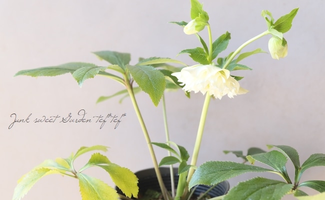 下原園芸・クリスマスローズ 『超多弁ダブル』 2026【No.16】 | すべて