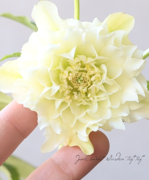 下原園芸・クリスマスローズ 『超多弁ダブル』 2026【No.16】 | すべて