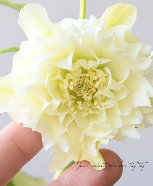 下原園芸・クリスマスローズ 『超多弁ダブル』 2026【No.16】 | すべて