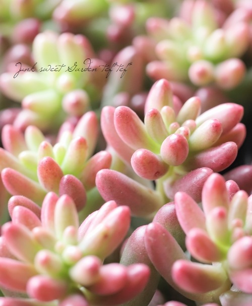 多肉植物】 セダム 『オーロラ』 『斑入り虹の玉』 ちまちま植え