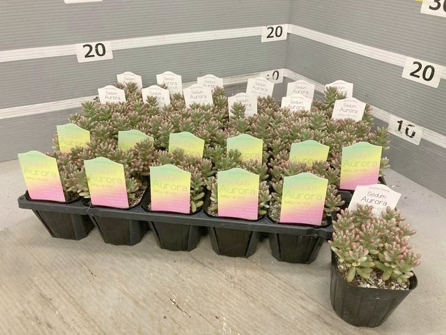 多肉植物】 セダム 『オーロラ』 『斑入り虹の玉』 ちまちま植え