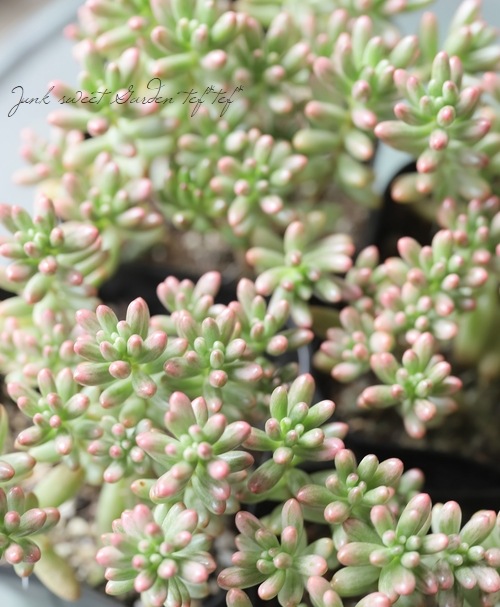 多肉植物】 セダム 『オーロラ』 『斑入り虹の玉』 ちまちま植え