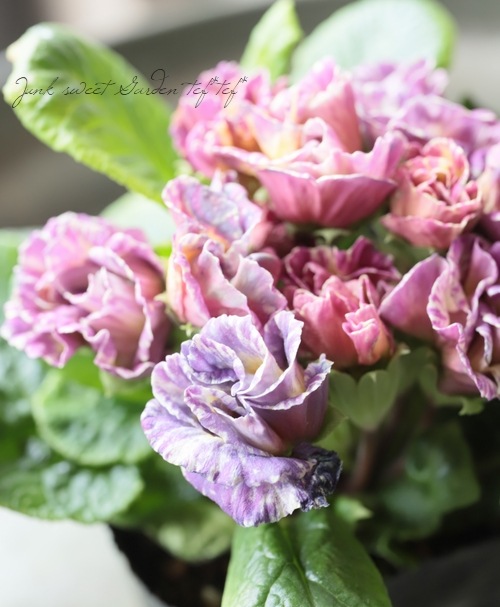 バラ咲きプリムラ・ジュリアン 『コロネット・レンブラントダスク