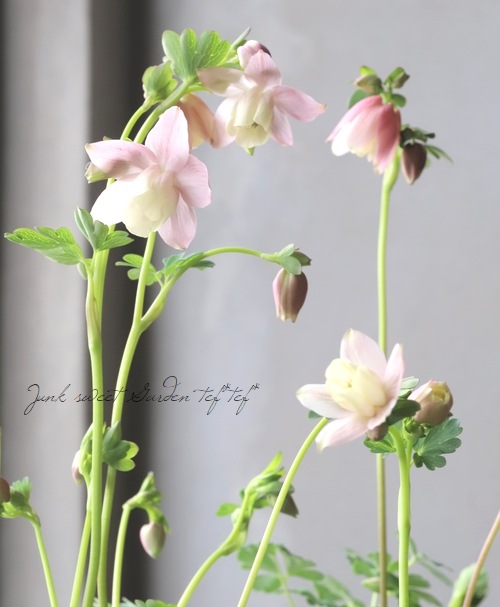 姫・風鈴オダマキ 『桃花』 【H】 | すべての商品 | | Junk sweet