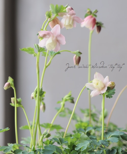 スギさまご購入品　リメイク鉢　角鉢  桃色花とバタフライ