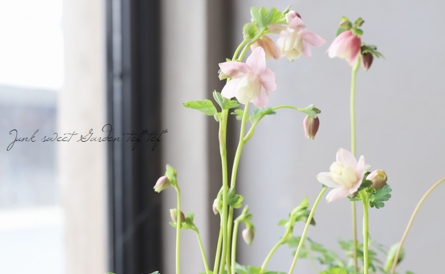 姫・風鈴オダマキ 『桃花』 【H】 | すべての商品 | | Junk sweet