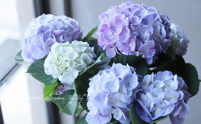 珍しい品種 絞り模様 スプラッシュアジサイ 紫陽花 5号鉢 アジサイ