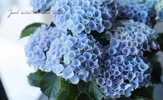 秋色紫陽花品種 マジカルレボリューション ブルー系 すべての商品 Junk Sweet Garden Tef Tef