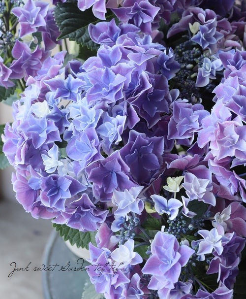 P3◯●紫陽花ページ●◯ 紫陽花 さくらシリーズ 『かがり』 ピンク | すべての商品