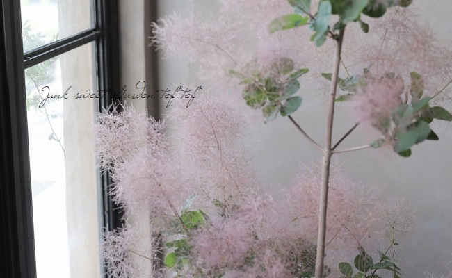 ☆ちる☆　スモークツリーふわふわ完売！ スモークツリー 『オーロラ』 【74】 | すべての商品 | | Junk sweet