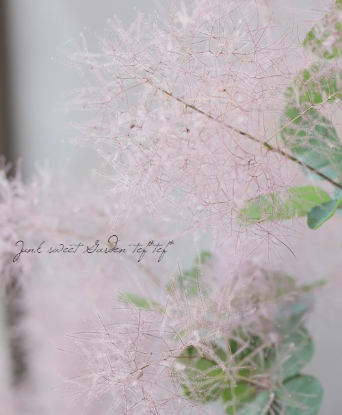 ☆ちる☆　スモークツリーふわふわ完売！ スモークツリー 『オーロラ』 【74】 | すべての商品 | | Junk sweet