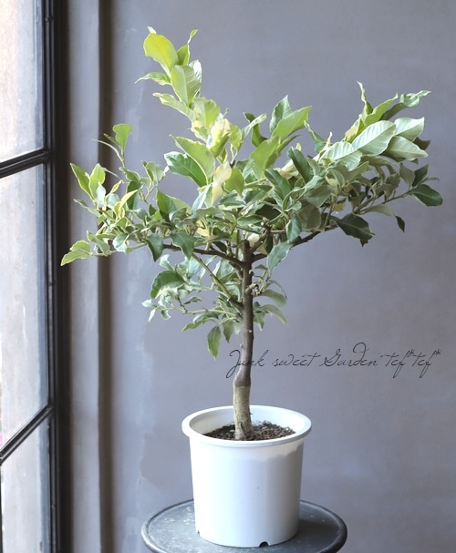 ぴんくれもんページ 2本セット】新美ピンクレモンシロップ350ml(希釈用