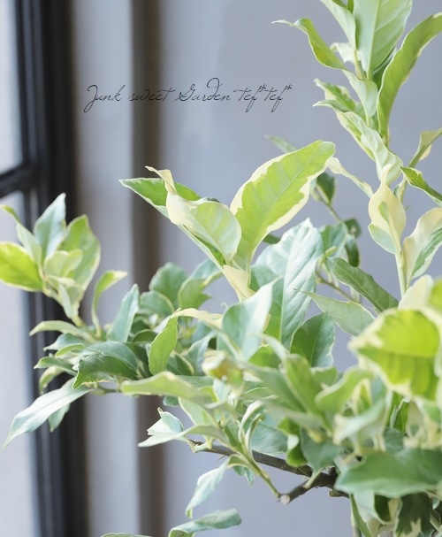 果樹】 斑入り葉レモン 『ピンクレモネード』 | すべての商品