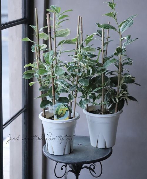 果樹】 斑入り葉レモン 『ピンクレモネード』 | すべての商品