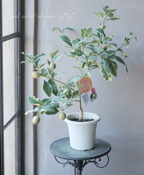 果樹】 斑入り葉レモン 『ピンクレモネード』 | すべての商品 | | Junk