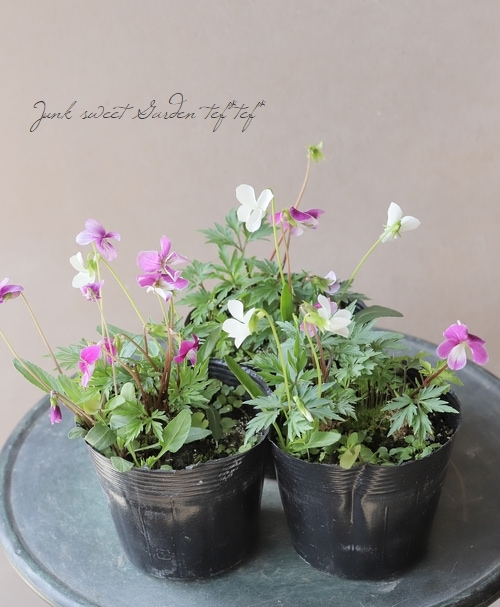 宿根スミレ 『紅鶴すみれ』×『白鶴すみれ』 | すべての商品 | | Junk