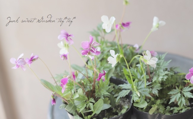 スミレ Flower Species,スミレ | Junk sweet Garden tef*tef*