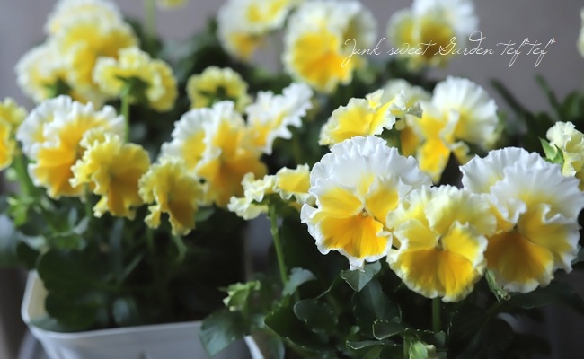 ����ƣ����������ɥӥ��顡�إ��å�����ȡ�