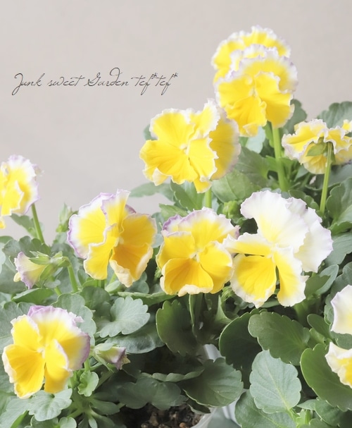 ����ƣ����������ɥӥ��顡�إ��å�����ȡ�