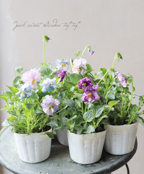 ���ե��ѥ󥸡� �֤��ޤ󡡡ز����ε����