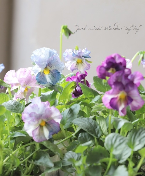 ���ե��ѥ󥸡� �֤��ޤ󡡡ز����ε����