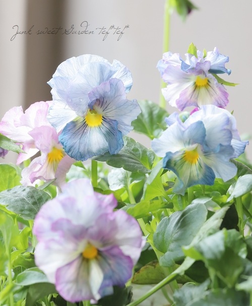 美品　花鳥 ◇フリルパンジー 花ろまん 『乙女の祈り』 | すべての商品