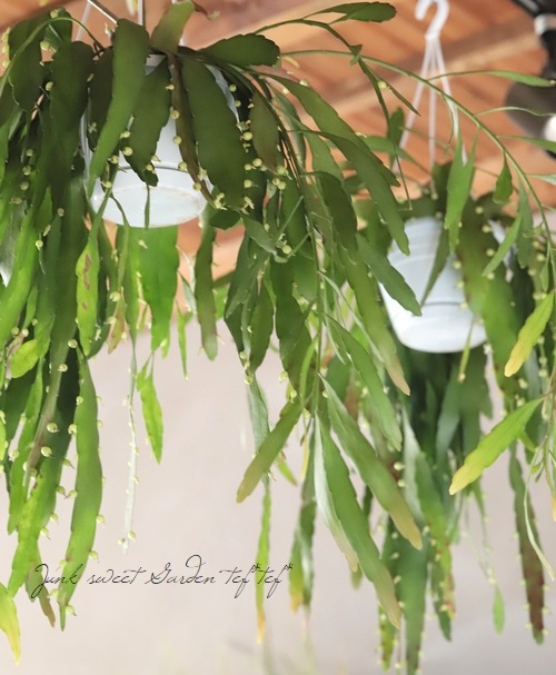 �ڴ��տ�ʪ�ۥץ����ɥ�ץ��ꥹ�������������إ�åɥ�������