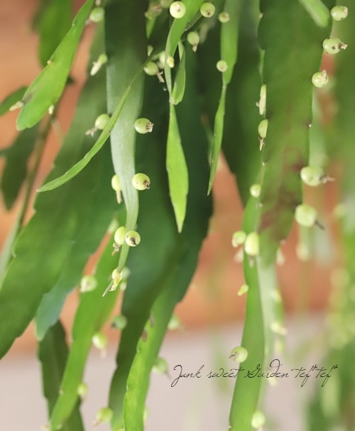 �ڴ��տ�ʪ�ۥץ����ɥ�ץ��ꥹ�������������إ�åɥ�������