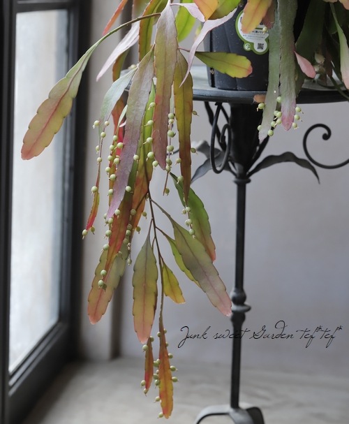 �ڴ��տ�ʪ�ۥץ����ɥ�ץ��ꥹ�������������إ�åɥ�������