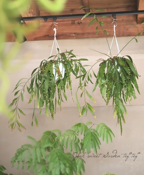 �ڴ��տ�ʪ�ۥץ����ɥ�ץ��ꥹ�������������إ�åɥ�������