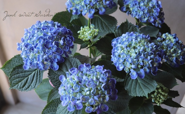 おたふく紫陽花 『ホップコーン』 ブルー | すべての商品 | | Junk