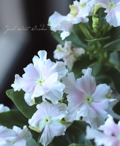 ݥꥸʥ ˥˥إ󥸥