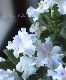 ݥꥸʥ ˥˥إ󥸥
