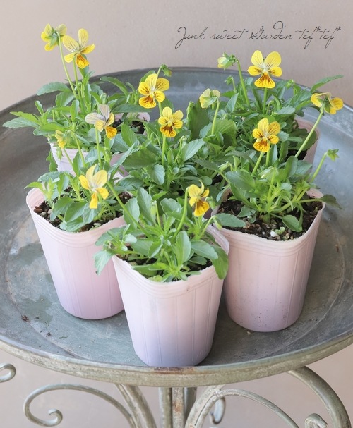 寄せ植え　花■みつばちと花畑 寄せ植え 花□みつばちと花畑 【公式通販】