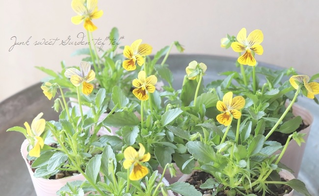 ○石村あさみさん育種・A-STORYビオラ 『みつばちの羽音』 イエロー