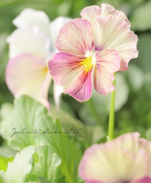 �������ݤ��󥪥ꥸ�ʥ� �ӥ��� �إ���ƥ��롼������