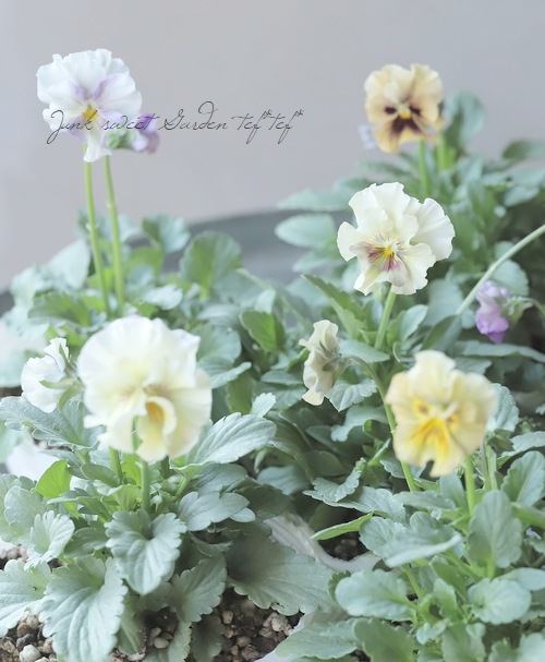 �������ݤ��󥪥ꥸ�ʥ� �ӥ��� �إ���ƥ��롼������