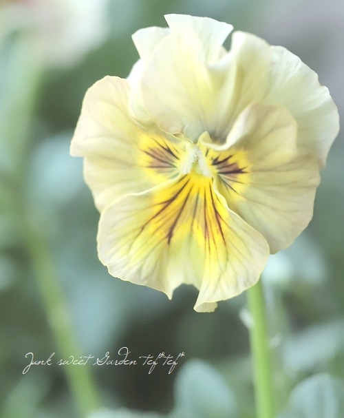 �������ݤ��󥪥ꥸ�ʥ� �ӥ��� �إ���ƥ��롼������