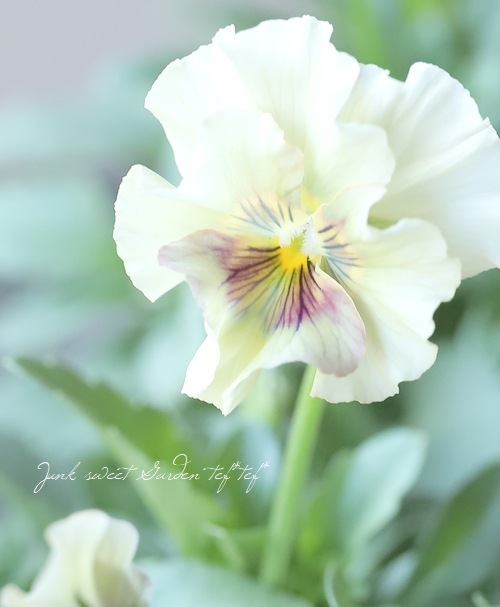 花 ○北島園芸さんオリジナル ビオラ 『コルティルーチェ』 | すべての