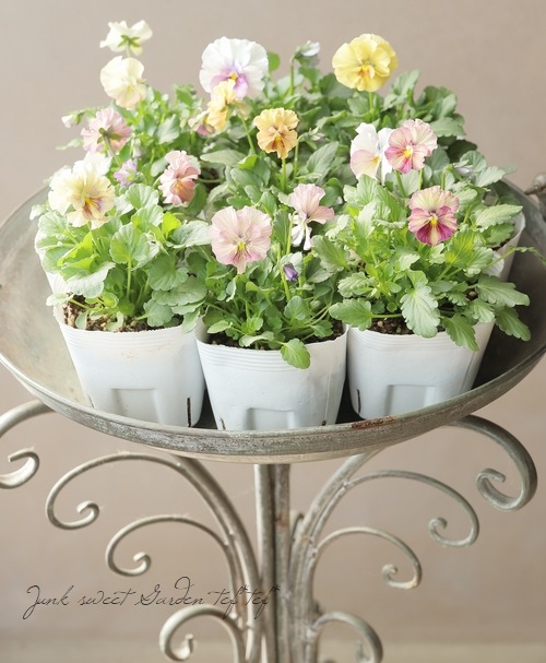 �������ݤ��󥪥ꥸ�ʥ� �ӥ��� �إ���ƥ��롼������