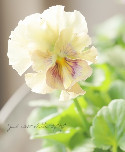 �������ݤ��󥪥ꥸ�ʥ� �ӥ��� �إ���ƥ��롼������