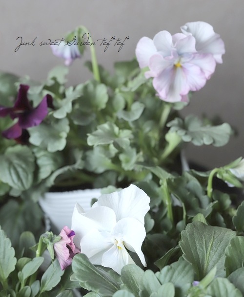 �������ݤ��󥪥ꥸ�ʥ� �ӥ��� �إ���ƥ��롼������