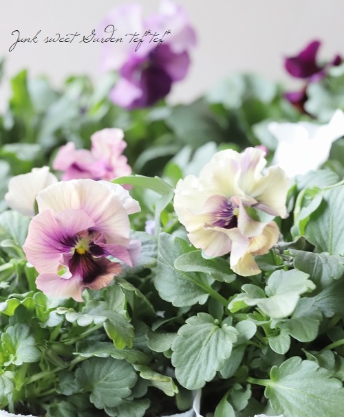 �������ݤ��󥪥ꥸ�ʥ� �ӥ��� �إ���ƥ��롼������