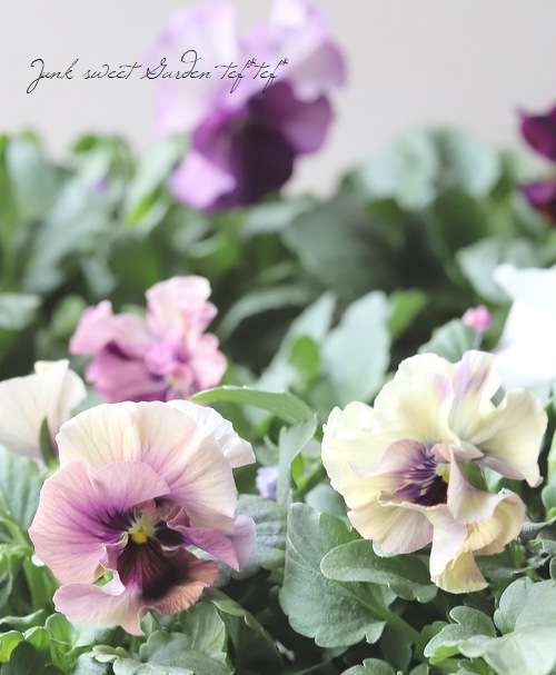 �������ݤ��󥪥ꥸ�ʥ� �ӥ��� �إ���ƥ��롼������