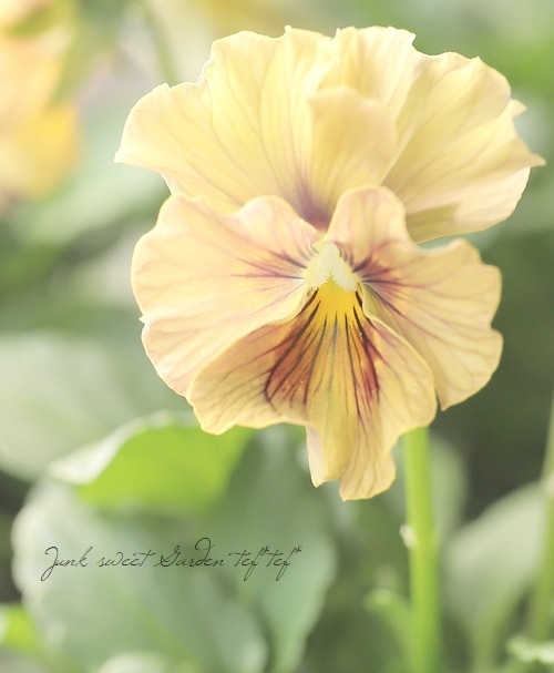 �������ݤ��󥪥ꥸ�ʥ� �ӥ��� �إ���ƥ��롼������